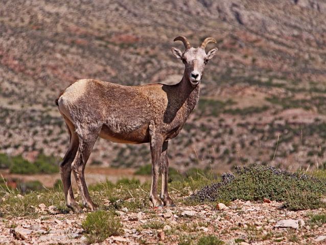 117 bighorn canyon, bighorn sheep.JPG